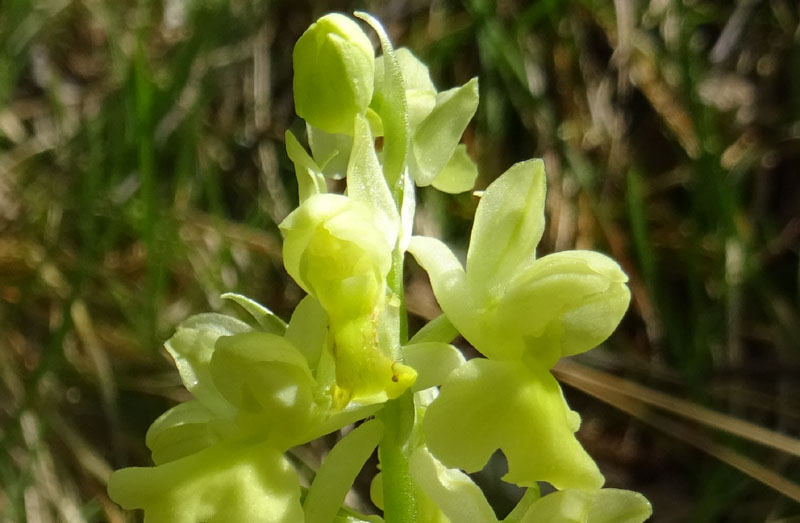 Orchis pallens